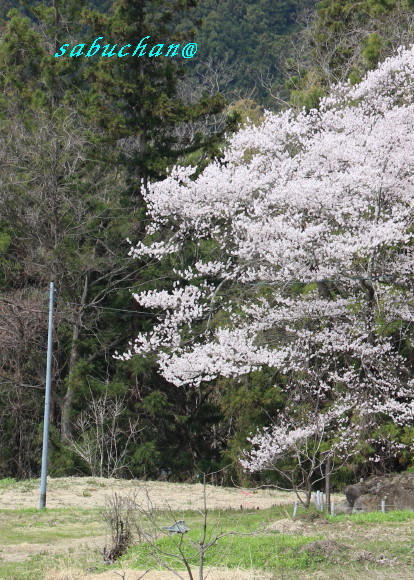 お助け桜 (3).jpg